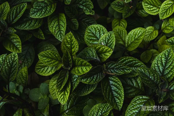 高清摄影 生机勃勃的绿色植物特写