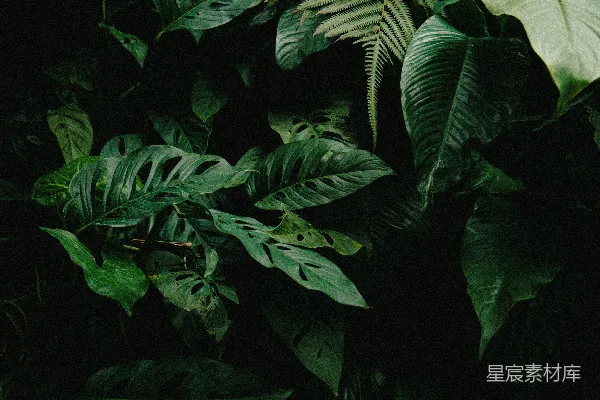 高清摄影 深绿色热带植物的夜景