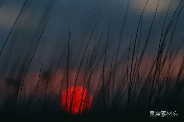 高清摄影 夕阳透过草丛