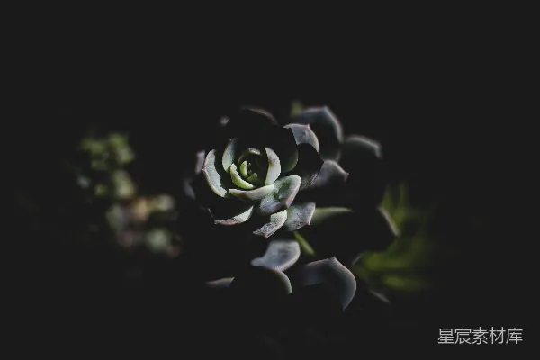 高清摄影 幽暗中的多肉植物