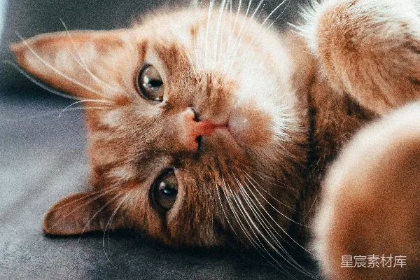 高清摄影 萌宠：橙色小猫的特写