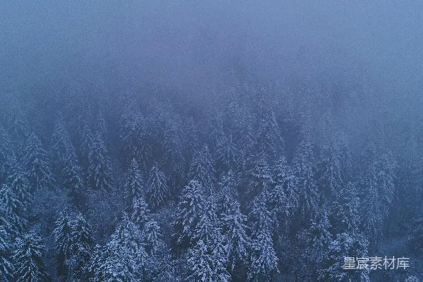 高清摄影 雪中的松树林