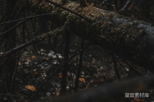 高清摄影 森林中的枯枝与苔藓