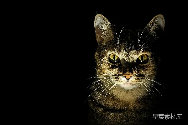 高清摄影 神秘的猫眼