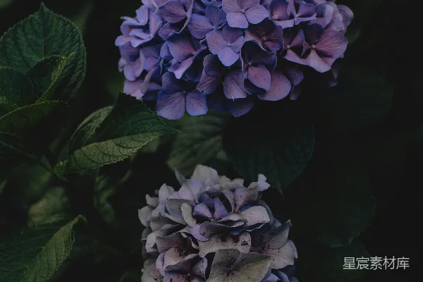 高清摄影 紫色绣球花