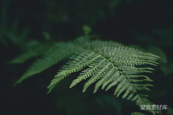 高清摄影 幽暗森林中的蕨叶