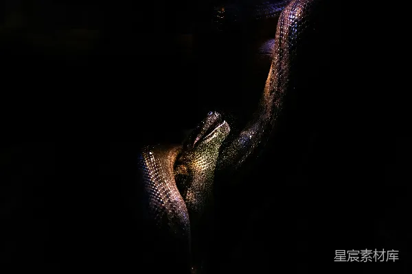 高清摄影 黑暗中的蛇