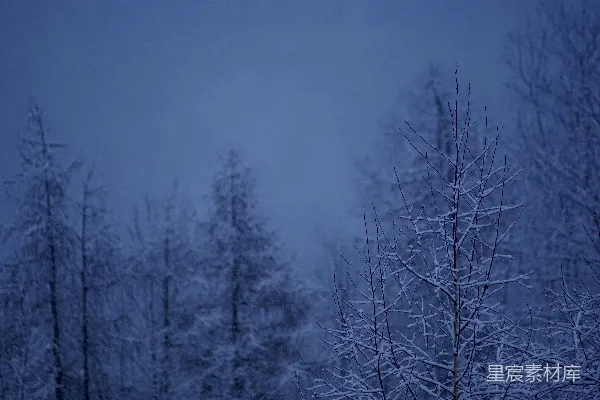高清摄影 雪夜中的森林