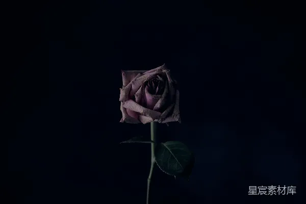 高清摄影 暗夜中的玫瑰