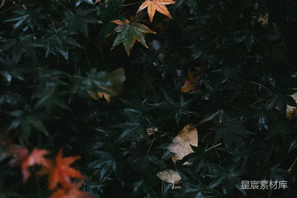 高清摄影 秋日的枫叶
