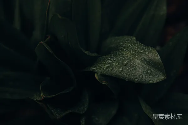 高清摄影 晨露中的绿叶