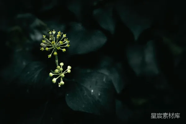 高清摄影 暗夜中的花朵与昆虫