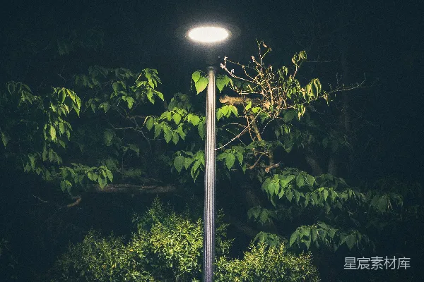 高清摄影 夜幕下的路灯与绿植