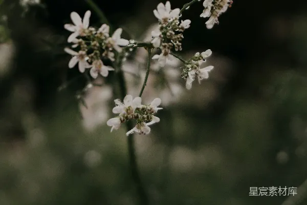 高清摄影 雨后的小花