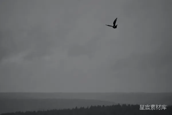 高清摄影 孤鸟飞翔于阴云密布的天空