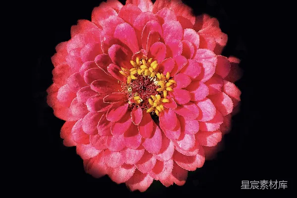 高清摄影 静谧中的热情：红色花朵与黑暗背景
