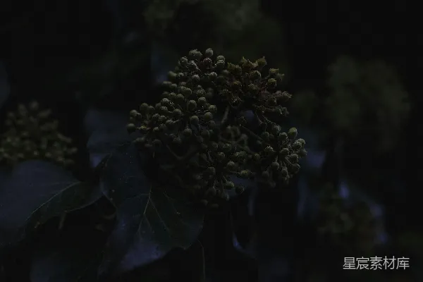 高清摄影 夜晚的植物特写