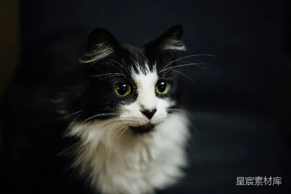 高清摄影 黑白色猫的特写