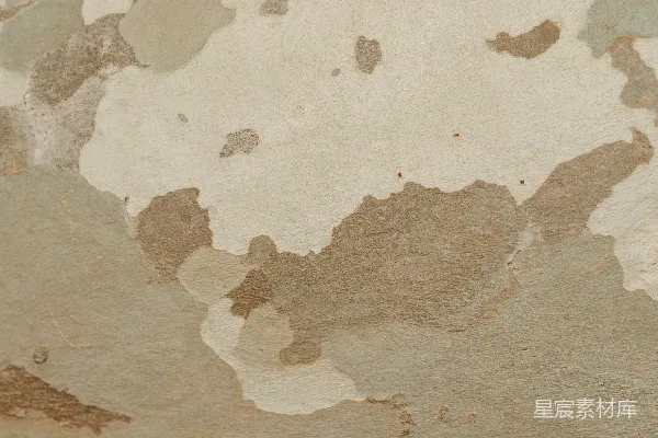 高清摄影 斑驳的树皮纹理