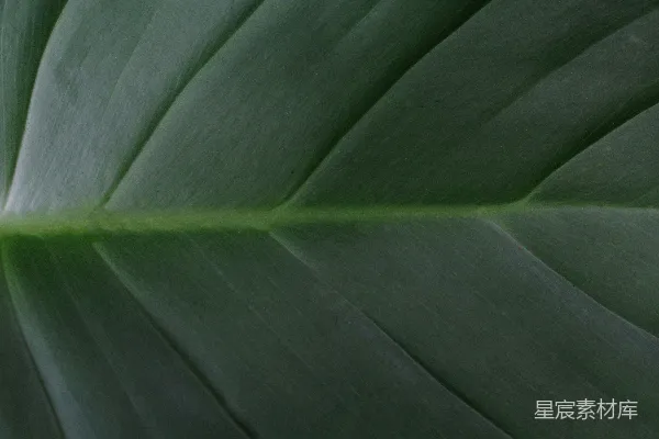 高清摄影 绿色叶片的纹理