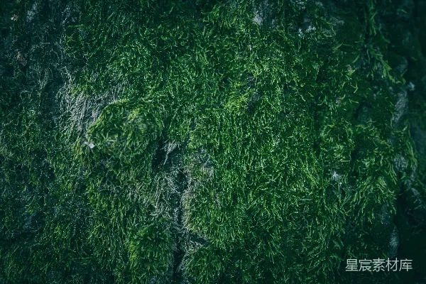 高清摄影 青苔覆盖的岩石