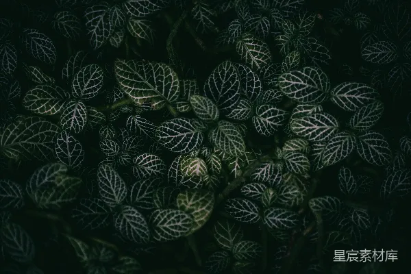 高清摄影 神秘的绿色植物