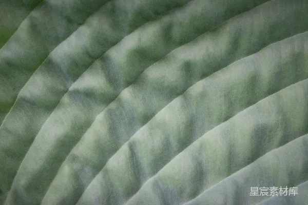 高清摄影 自然纹理的绿色叶片