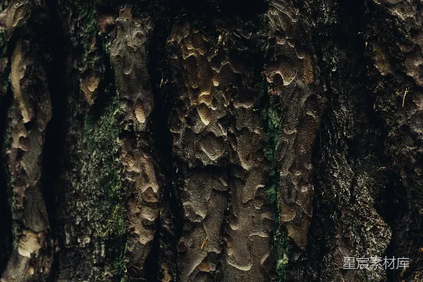 高清摄影 树皮的纹理与自然之美