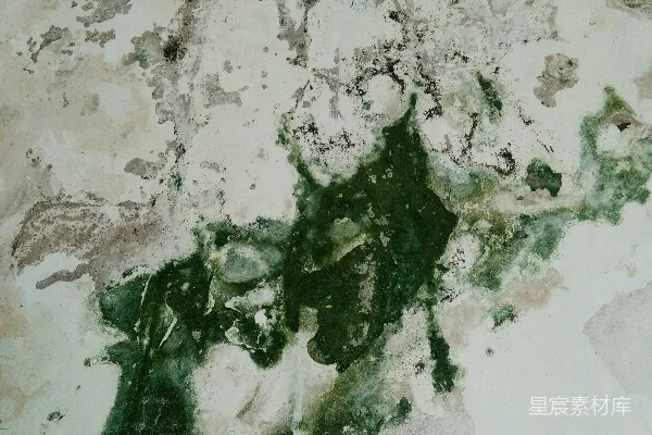 高清摄影 斑驳的绿意
