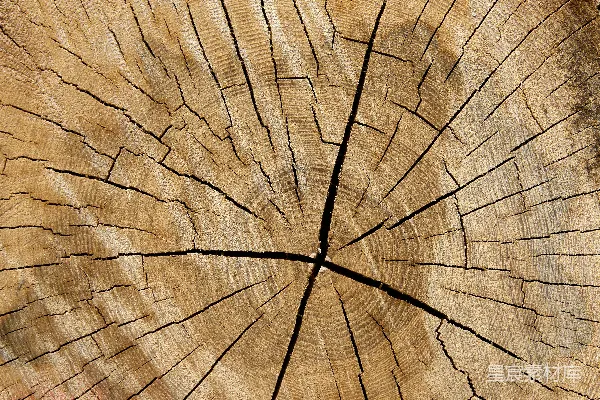 高清摄影 年轮特写