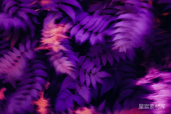 高清摄影 梦幻紫色植物特写