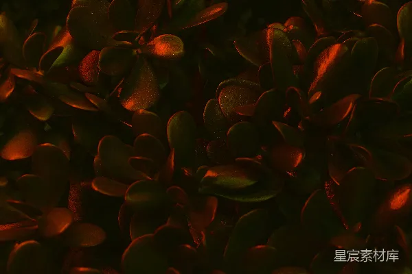 高清摄影 神秘的红色植物群落