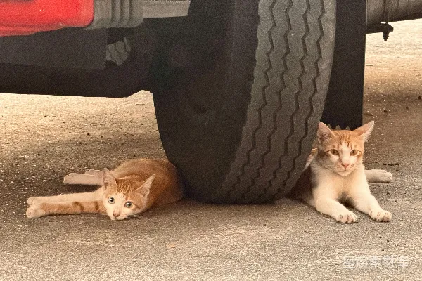 高清摄影 车轮下的猫咪