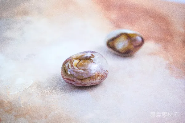 高清摄影 天然贝壳特写