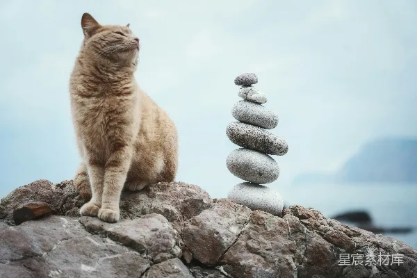 高清摄影 猫与平衡石：宁静的海边