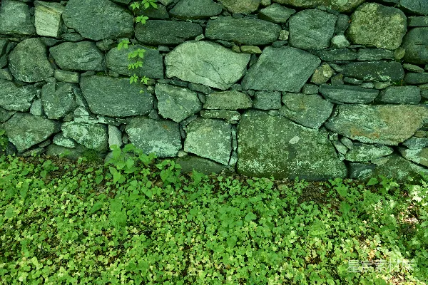 高清摄影 古老石墙与生长的植物