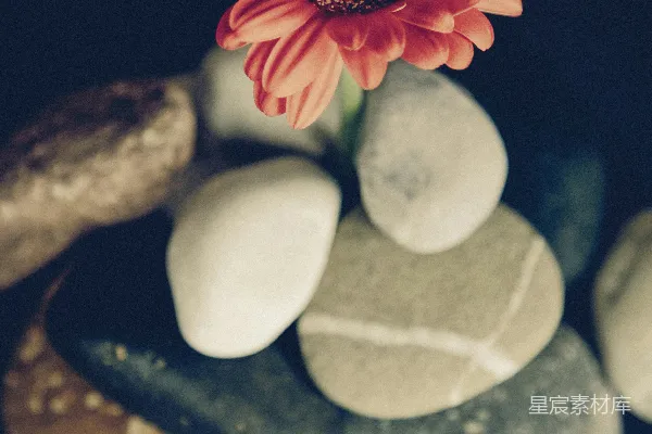 高清摄影 静谧的花与石