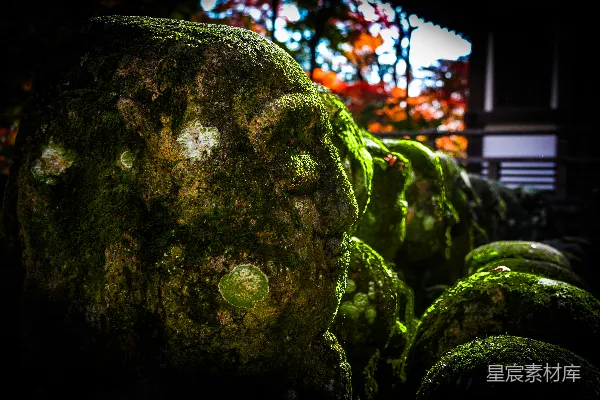 高清摄影 青苔覆盖的石块