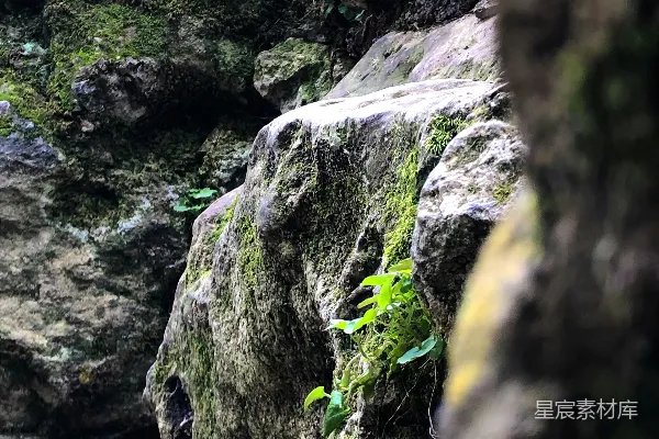 高清摄影 苔藓覆盖的岩石缝隙
