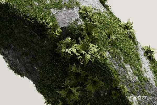 高清摄影 岩石上的蕨类植物