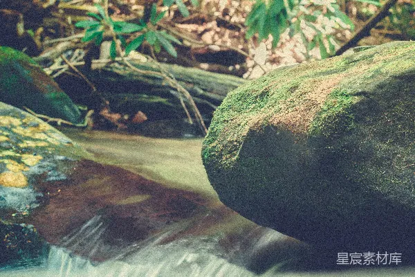 高清摄影 溪流旁的苔藓覆盖树干