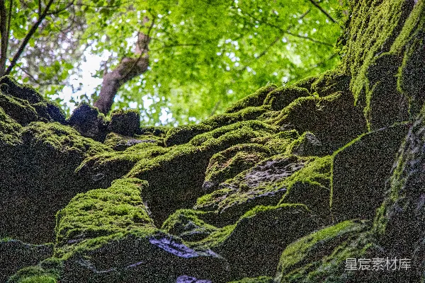 高清摄影 森林中的苔藓岩石