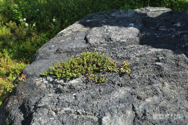 高清摄影 岩石上的植被