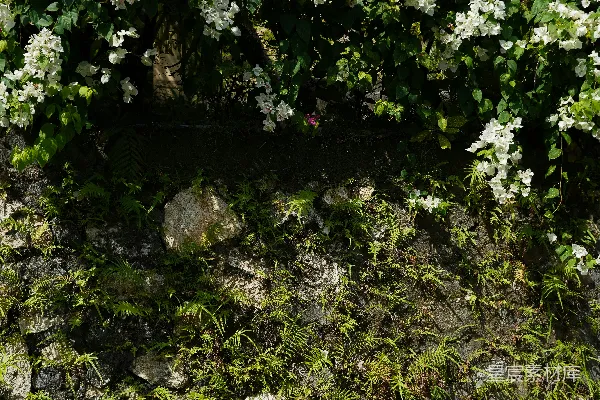 高清摄影 石墙上盛开的白花与绿植