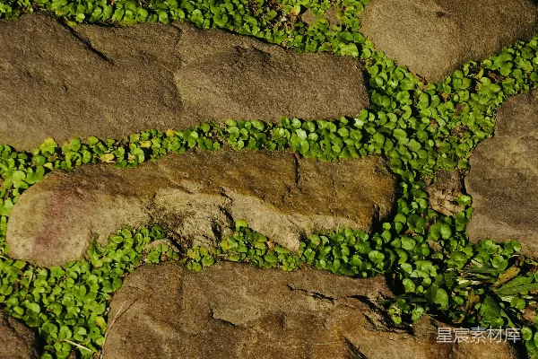 高清摄影 岩石上的绿色小草