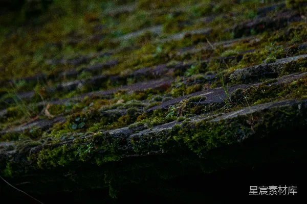 高清摄影 青苔覆盖的石阶