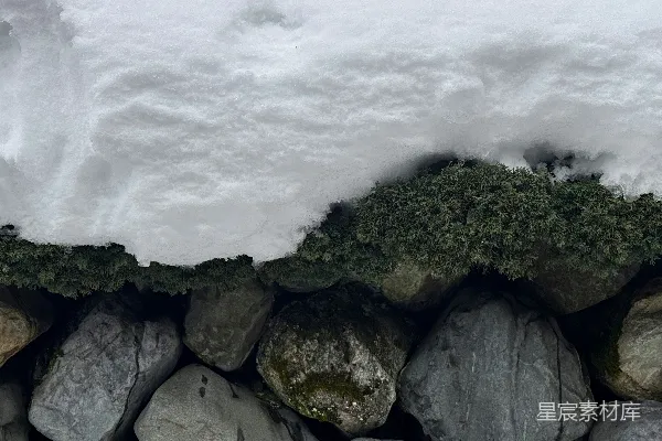 高清摄影 雪后岩石上的青苔