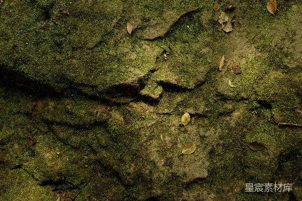 高清摄影 青苔覆盖的岩石