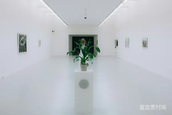 高清摄影 简约艺术空间：白色墙壁与植物的对话