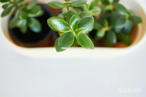 高清摄影 绿意盎然的多肉植物